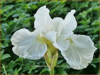 Iris sibirica 'Swans in Flight'