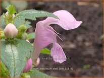Lamium maculatum &#39;Shell Pink&#39;