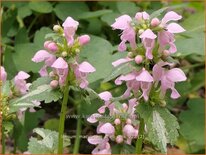Lamium maculatum &#39;Shell Pink&#39;