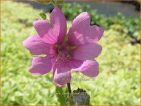 Lavatera 'Candy Floss'