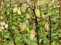 Lilium martagon &#39;Claude Shride&#39; (pot 11 cm)