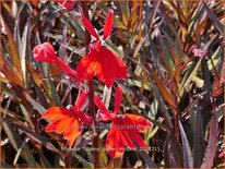 Lobelia fulgens &#39;Queen Victoria&#39;