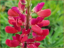 Lupinus 'The Pages'