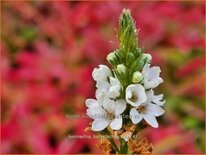 Lysimachia barystachys