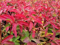 Lysimachia barystachys