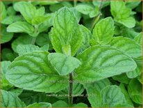 Mentha spicata 'Lavendel'