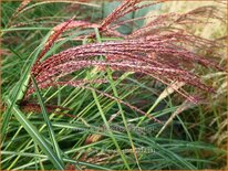 Miscanthus sinensis &#39;China&#39; (pot 11 cm)