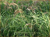 Miscanthus transmorrisonensis (pot 11 cm)