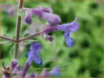 Nepeta faassenii 'Kit Cat'