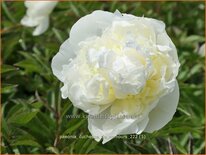 Paeonia &#39;Duchesse de Nemours&#39; (pot 11 cm)