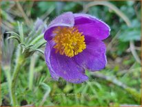 Pulsatilla patens