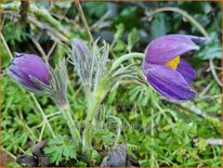 Pulsatilla patens