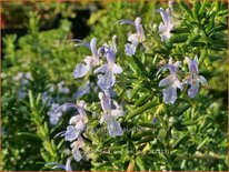 Rosmarinus officinalis &#39;Corsican Blue&#39;