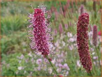Sanguisorba 'Blackthorn'