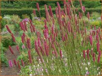 Sanguisorba 'Blackthorn'