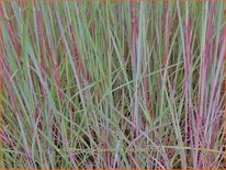 Schizachyrium scoparium &#39;JS Red Frost&#39;