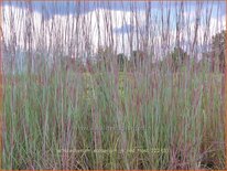 Schizachyrium scoparium &#39;JS Red Frost&#39;