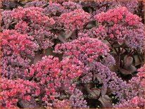 Sedum 'Dark Magic'