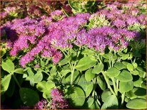 Sedum spectabile &#39;Carmen&#39;