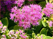 Sedum spectabile &#39;Carmen&#39;