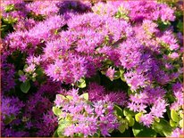 Sedum spectabile &#39;Carmen&#39;