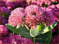 Sedum telephium &#39;Indian Chief&#39;