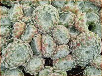 Sempervivum ciliosum borisii