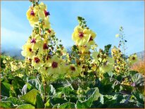 Verbascum 'Jackie in Yellow'