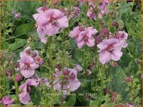 Verbascum 'Lavender Lass'