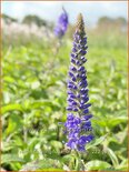 Veronica longifolia &#39;Blauriesin&#39;