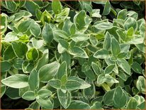 Vinca major 'Variegata'