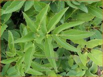 Zizia aurea