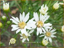 Aster ptarmicoides