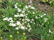 Aster ptarmicoides