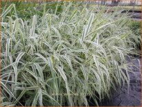 Arundo donax &#39;Ely&#39; (pot 11 cm)