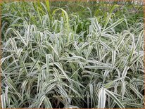 Arundo donax &#39;Ely&#39; (pot 11 cm)