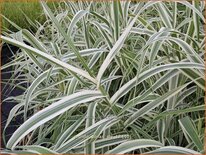 Arundo donax &#39;Ely&#39; (pot 11 cm)