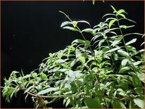 Aloysia triphylla