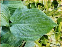 Hosta 'Diamond Lake'