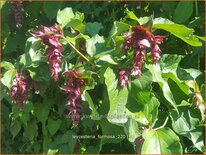 Leycesteria formosa (pot 11 cm)