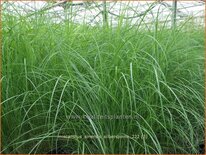 Miscanthus sinensis &#39;Silberspinne&#39; (pot 11 cm)