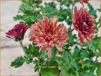Chrysanthemum 'Herbstbrokat'