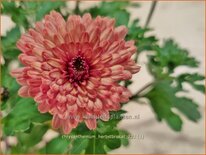 Chrysanthemum 'Herbstbrokat'