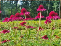 Echinacea purpurea &#39;Delicious Candy&#39;