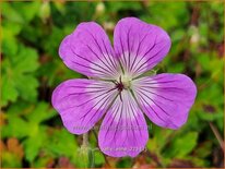 Geranium 'Kelly-Anne'