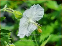Geranium phaeum 'Album'