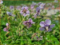 Geranium phaeum &#39;Wendy&#39;s Blush&#39;