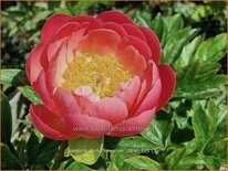 Paeonia &#39;Pink Hawaiian Coral&#39; (pot 11 cm)