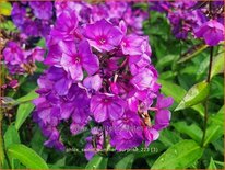 Phlox &#39;Sweet Summer Surprise&#39;