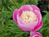 Paeonia &#39;Bowl of Beauty&#39; (pot 11 cm)